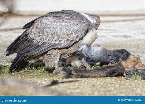 Vulture Buzzard while Eating a Dead Animal Stock Image - Image of ...