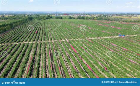 A Large Field with Raspberry Bushes Stock Footage - Video of business, agricultural: 287524456