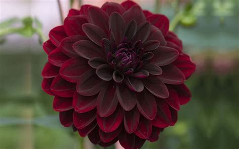 Black Dahlia Flower is Edible | Top Facts About Its Colors & Care