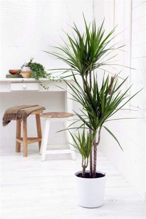 12 Lovely Indoor House Trees for Your Home