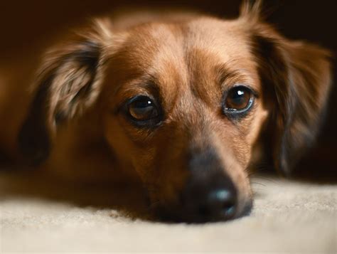 67+ Dachshund Mixed With Chihuahua For Sale Image - Bleumoonproductions