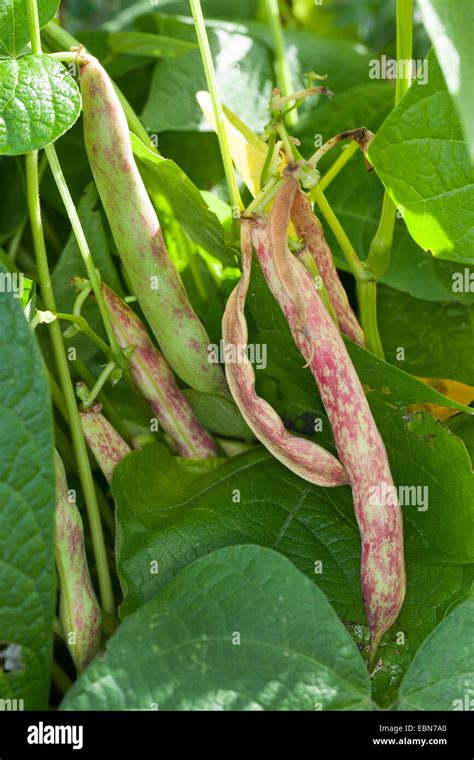 Bean plant phaseolus common bean hi-res stock photography and images - Alamy