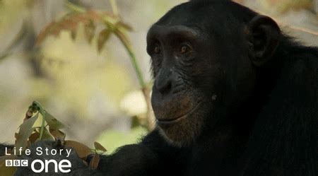 Monkey Smile GIFs - Get the best GIF on GIPHY