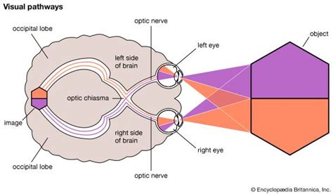 Optic nerve | anatomy | Britannica.com