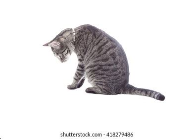 Cat Sitting Looking Down Images, Stock Photos & Vectors | Shutterstock