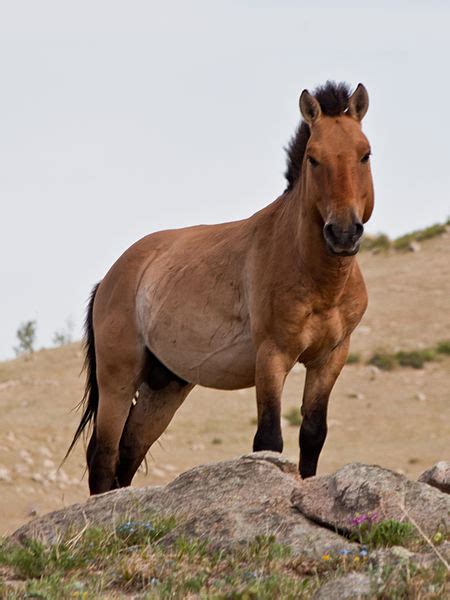 Przewalski’s Horse - Learn About Horses