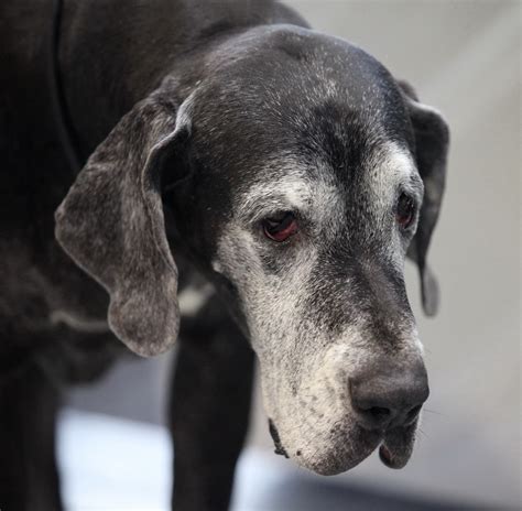 Behavior In Your Aging Pets - BlogPaws