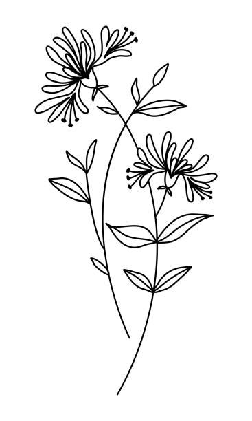 Honeysuckle Flower Drawing