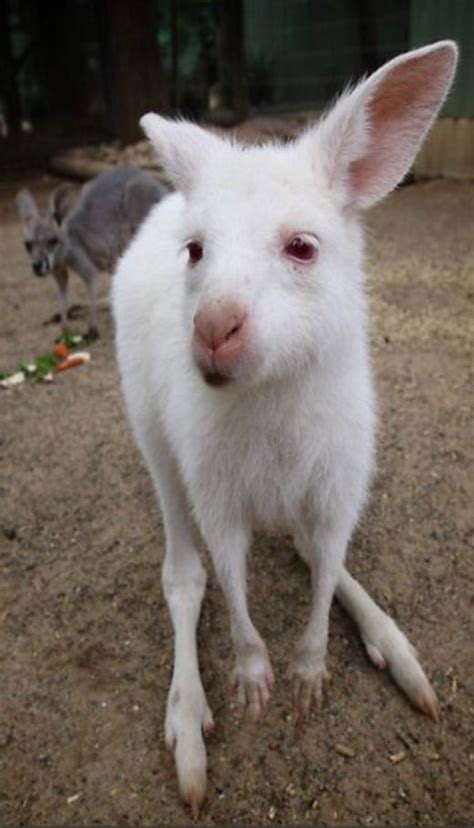 Baby albino joey/kangaroo | Albino animals, Animals, Cute creatures