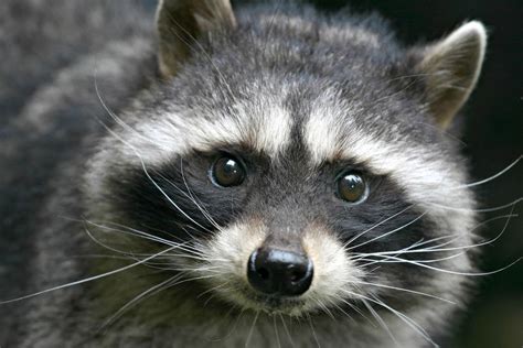 Keeping and Caring for Raccoons as Pets