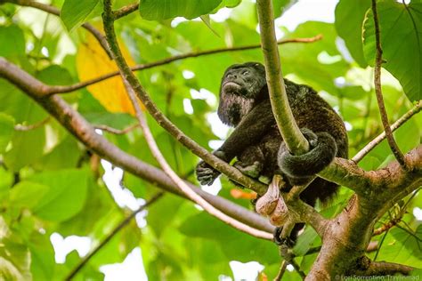 Costa Rica Wildlife: Where to See These 19 Animals in the Wild ...