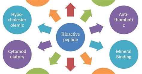 Bioactive peptides- a hidden treasure in native protein