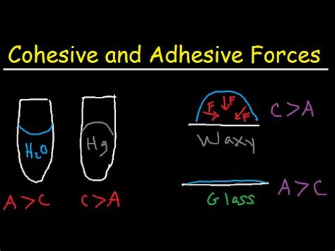 Cohesive And Adhesive Forces - Adhesion and Cohesion (PDF Download Available) - The forces ...