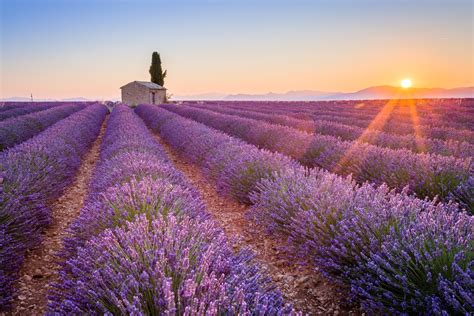 Lavender Fields France | Riviera Bar Crawl Tours - French Riviera