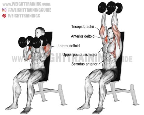 Seated Shoulder Press Form | Awesome Home