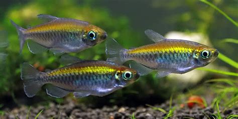 Breeding Livebearing Fish - The Aquarium Guide