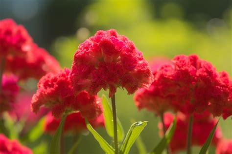 Cockscomb Flower Meaning, Symbolism & Spiritual Significance - Foliage ...