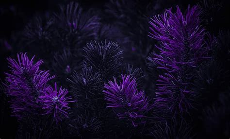 1366x768px | free download | HD wallpaper: dark, purple background, Photoshop, matte paint ...