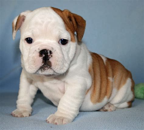 Most adorable bulldog puppies (PHOTOS) | BOOMSbeat