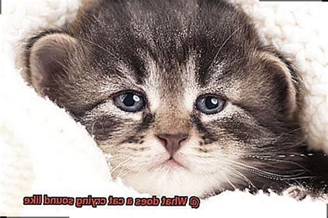 What does a cat crying sound like? - 21Cats.org