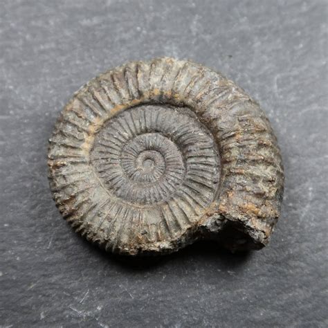 Ammonite from Whitby - UK Ammonite fossils - Whitby Ammonites