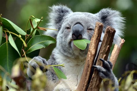 Why Do So Many Weird Animals Live in Australia? | Discover Magazine