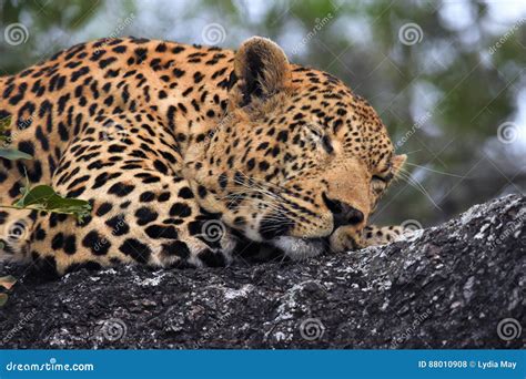 Leopard Sleeping in the Tree Stock Photo - Image of pretty, large: 88010908