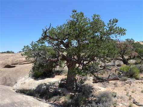 State Tree of New Mexico | Two-needle piñon pine | Symbol Hunt