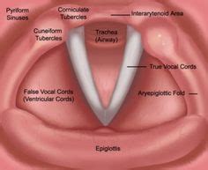 9 A&P of the Larynx/Vocal Folds ideas | vocal, speech language therapy, anatomy and physiology