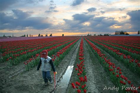 Tulip Festival Tours - Skagit Valley Tulip Festival