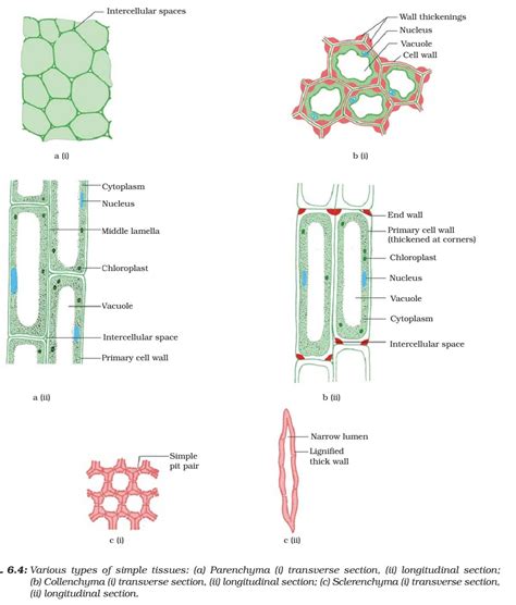 Plant Tissue - Meristematic - Simple, Complex Permanent Tissue