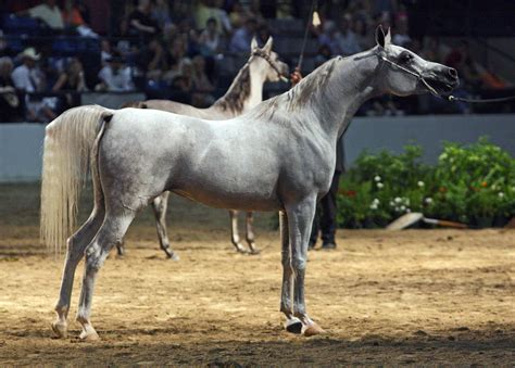 File:Egyptian Arabian Mare at the 2010 Egyptian Event Horse Show (8308402993).jpg - Wikimedia ...