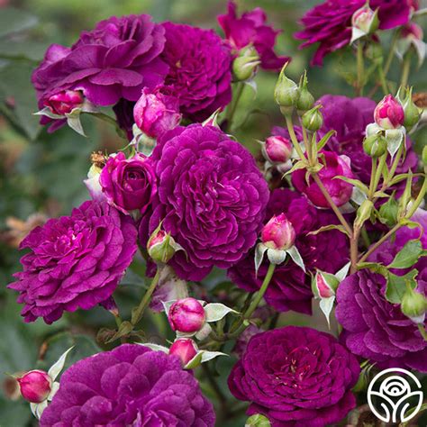 Ebb Tide Rose - Floribunda - Exceptionally Fragrant – Heirloom Roses