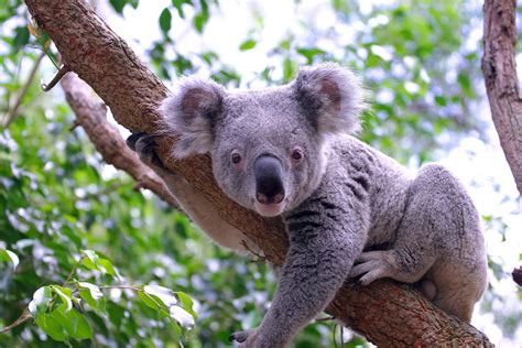 Koala Facts for Kids | Australian Animals | Marsupials