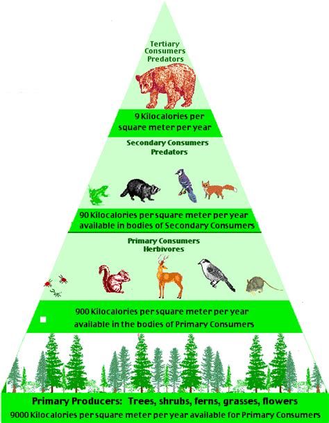 Plants and animals of the Taiga - Taiga Biome