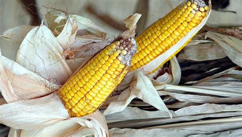 How to Dry Corn for Seed | Garden Guides