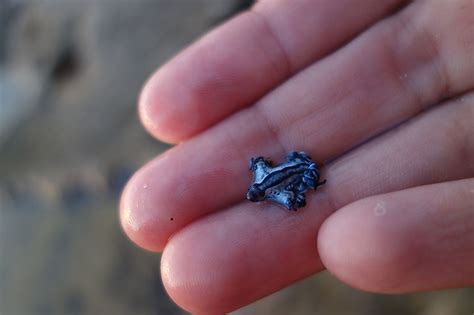 Blue Glaucus: Tiny, Majestic Sea Creature - WorldAtlas