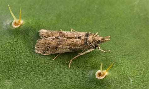 Invasive Cactus Moth Likely to Spread and Destroy Native Prickly Pear ...