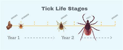 Ticks Life Cycle Stages