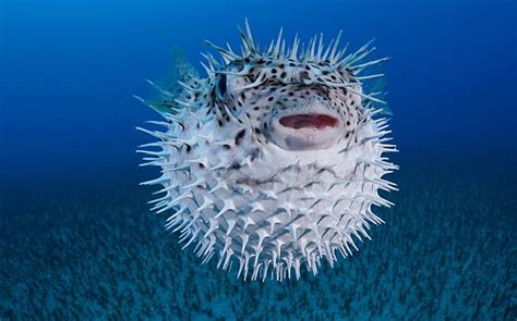 Poisonous pufferfish hospitalises eleven family members in Brazil