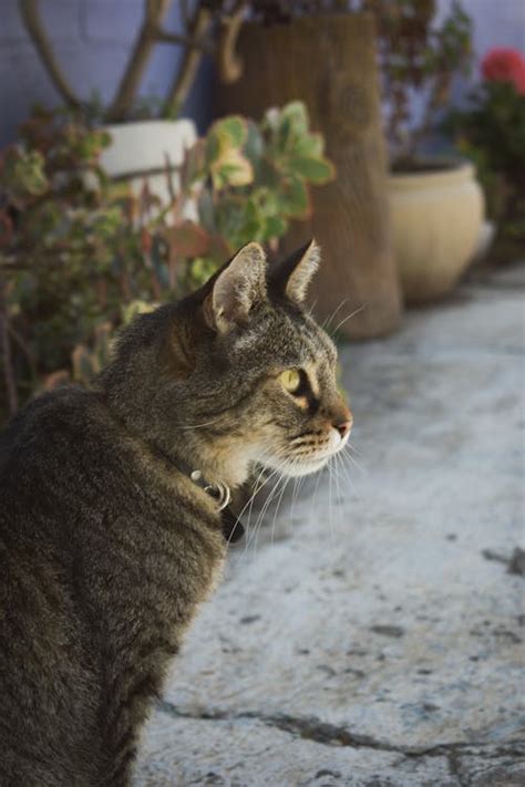 Photo of a Tabby Cat on White Snow · Free Stock Photo