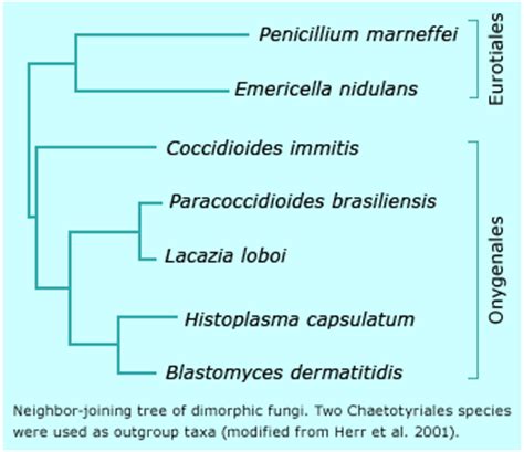 Dimorphic Fungal genomes | Broad Institute