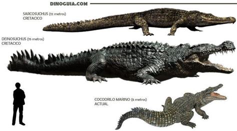 Biggest Crocodile in History - KarleerosKnapp