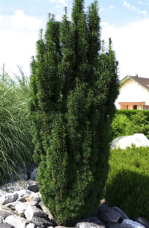 TAXUS baccata 'FASTIGIATA ROBUSTA' | Minier Solution Pro