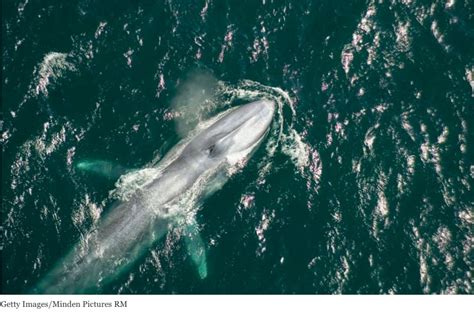 Gray Whale Southbound Migration Expected at to BSea Ranch