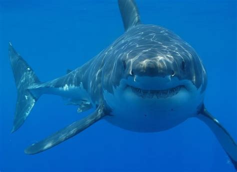 Megamouth Shark Facts | Megamouth Shark Diet & Habitat