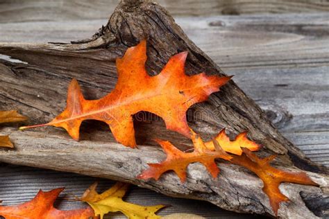 Large Oak Leaf in Autumn Color Stock Image - Image of boards, space: 46020227