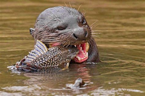 The giant river otter has returned to Argentina - Lonely Planet