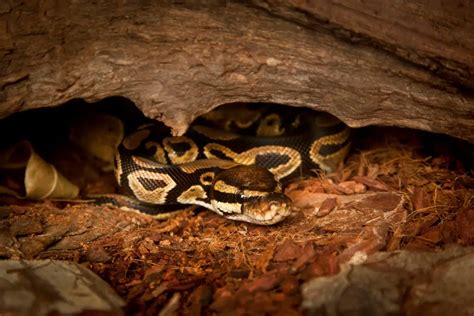 Ball Python Natural Habitat – Understanding their origins – BALL PYTHON BREEDER UK