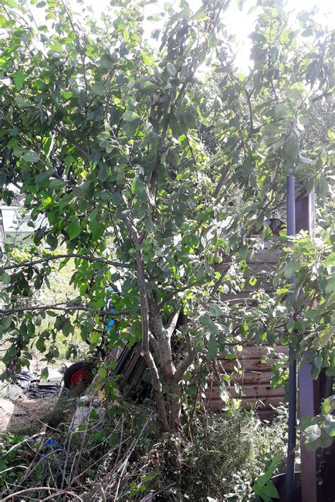 Restoration Pruning on a Plum Tree – Notes from the Allotment